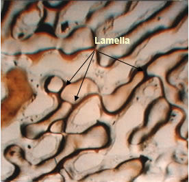 Miscible Gas - Very Late in Miscible Displacement